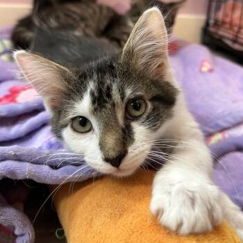 Rescue Domestic Long Hair Cats for Adoption in Durango, Colorado - King Julien | PetCurious