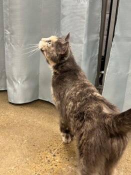 Domestic Short Hair Cats Available for Adoption in Cincinnati, Ohio - Viper | PetCurious
