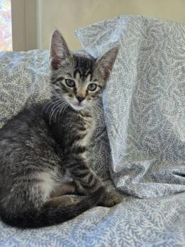 Paul -  Domestic Short Hair Cat for Adoption in Salt Lake City, Utah - Paul | PetCurious
