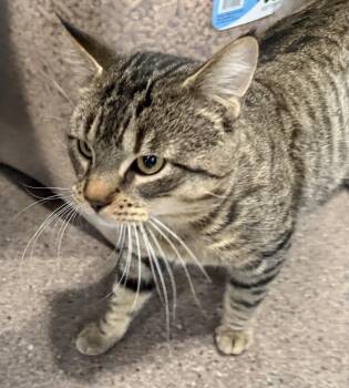 Rescue Domestic Short Hair Cats for Adoption in Sault Ste. Marie, Michigan - Figro | PetCurious