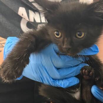 Pirelli -  Domestic Short Hair Cat for Adoption in Oak Park, Illinois - Pirelli | PetCurious