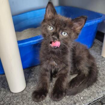 Magi -  Domestic Medium Hair Cat for Adoption in Kingman, Kansas - Magi | PetCurious