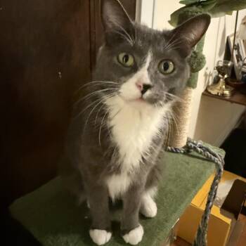 Rescue Domestic Short Hair Cats for Adoption in Chicago, Illinois - Juniper | PetCurious