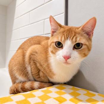 Campbells -  Domestic Short Hair Cat for Adoption in Hopkinton, Massachusetts - Campbells | PetCurious