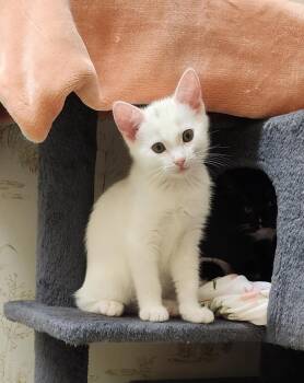 Rescue American Shorthair and Siamese Cats for Adoption in Escalon, California - SUGAR BABY | PetCurious