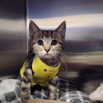 Sally Scone -  Domestic Short Hair Cat for Adoption - Sally Scone | PetCurious