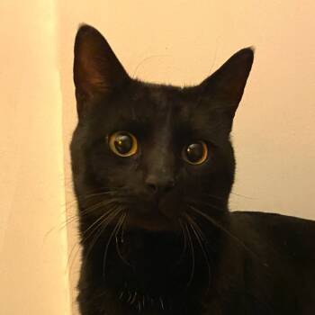 Rescue Domestic Short Hair Cats for Adoption in Merrifield, Virginia - Solomon Wallace | PetCurious