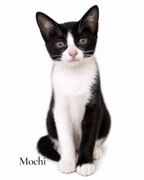 Mochi -  Domestic Short Hair Cat Available for Adoption in Stevensville, Michigan - Mochi | PetCurious