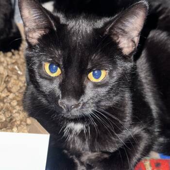 Rescue Domestic Short Hair Cats for Adoption in Allentown, Pennsylvania - Beckham | PetCurious