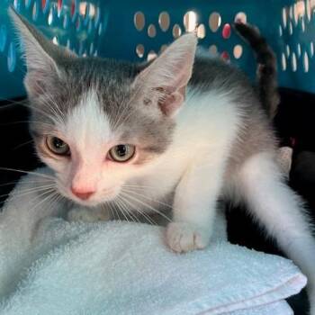 Steel - Chow Hound Northland -  Domestic Short Hair Cat for Adoption in Grand Rapids, Michigan - Steel - Chow Hound Northland | PetCurious