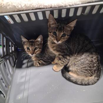 Lola -  Domestic Short Hair Cat for Adoption in Gautier, Mississippi - Lola | PetCurious