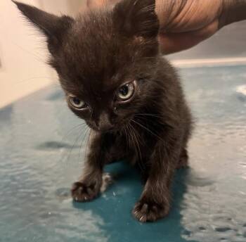 Silas -  Domestic Short Hair Cat for Adoption in Mobile, Alabama - Silas | PetCurious