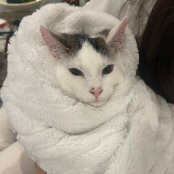 Domestic Short Hair Cats Available for Adoption - Binx | PetCurious