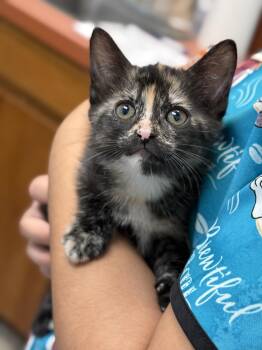Rescue Tortoiseshell Cats for Adoption in Fort Worth, Texas - Paedyn | PetCurious