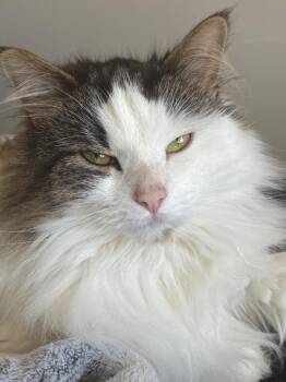 Domestic Short Hair Cats Available for Adoption in Pomona, New York - Sky | PetCurious