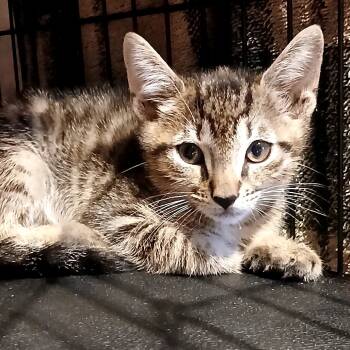 Rescue Domestic Short Hair Cats for Adoption in Debary, Florida - Emmett | PetCurious