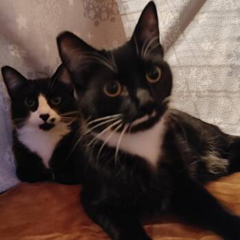 Domestic Short Hair Cats Available for Adoption - Bo Black Tie | PetCurious