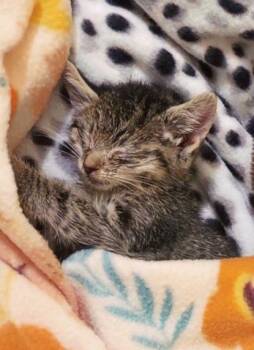 Domestic Short Hair Cats Available for Adoption in Hartsville, South Carolina - Crostini | PetCurious