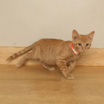 Bonfire C70765 -  Domestic Short Hair Cat for Adoption in Minnetonka, Minnesota - Bonfire C70765 | PetCurious
