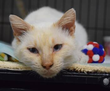 Siamese Cats Available for Adoption - Tag | PetCurious