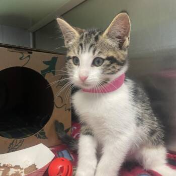 Eli -  Domestic Short Hair Cat for Adoption in Fairport, New York - Eli | PetCurious