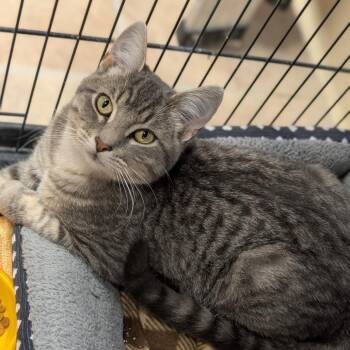 Rescue Domestic Short Hair Cats for Adoption in Cape Girardeau, Missouri - Groom | PetCurious