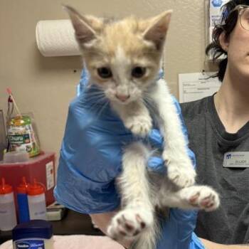 Polly -  Domestic Short Hair Cat for Adoption in Tempe, Arizona - Polly | PetCurious