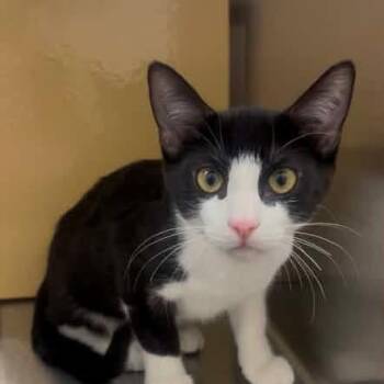 Marshall -  Domestic Short Hair Cat for Adoption in Chandler, Arizona - Marshall | PetCurious