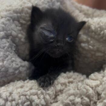 Endora -  Domestic Short Hair Cat for Adoption in West Palm Beach, Florida - Endora | PetCurious