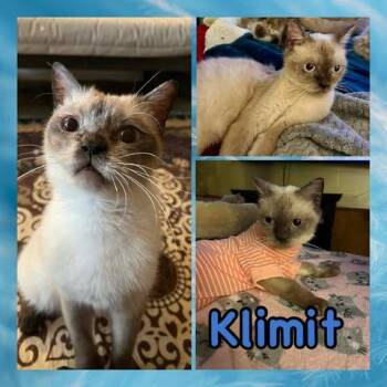 Siamese Cats Available for Adoption in Ennis, Texas - Klimit | PetCurious