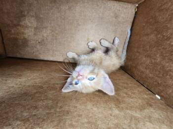 HIDDEN VALLEY RANCH -  Domestic Short Hair Cat for Adoption in San Antonio, Texas - HIDDEN VALLEY RANCH | PetCurious