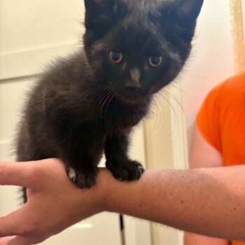 Buddy -  Domestic Short Hair Cat for Adoption in Buffalo, Minnesota - Buddy | PetCurious