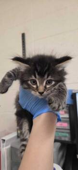 Heat Wave -  Domestic Long Hair Cat for Adoption in Fruit Heights, Utah - Heat Wave | PetCurious