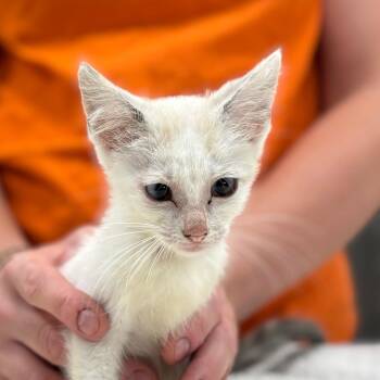 Pinky -  Domestic Short Hair Cat for Adoption in Nashville, Indiana - Pinky | PetCurious