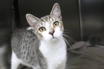 D2 -  Domestic Short Hair Cat for Adoption in Brunswick, Georgia - D2 | PetCurious
