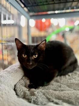 Magic -  Domestic Short Hair Cat for Adoption in Chamblee, Georgia - Magic | PetCurious