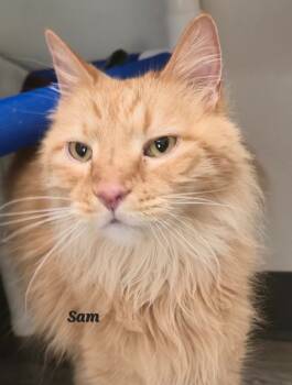 Rescue Domestic Medium Hair Cats for Adoption in Cedar Rapids, Iowa - Sam / Joe | PetCurious