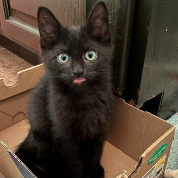 Rescue Domestic Short Hair Cats for Adoption in Candler, North Carolina - Yahoo | PetCurious