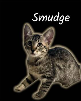 Smudge -  Domestic Short Hair Cat for Adoption in Auburn, California - Smudge | PetCurious