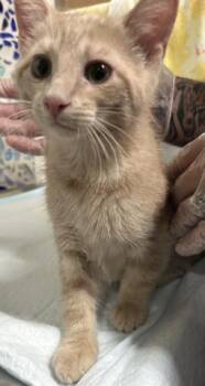 Domestic Medium Hair Cats Available for Adoption in Pensacola, Florida - DEXTER | PetCurious