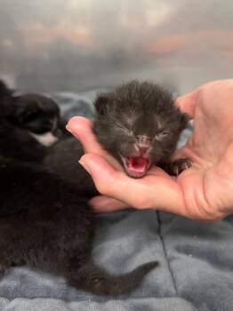 Bram -  Domestic Short Hair Cat for Adoption in Glenfield, New York - Bram | PetCurious
