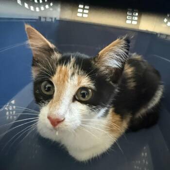 Grace -  Domestic Short Hair Cat for Adoption in Sand Springs, Oklahoma - Grace | PetCurious