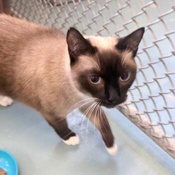 Snowshoe Cats Available for Adoption in Ogdensburg, New York - Queenie | PetCurious
