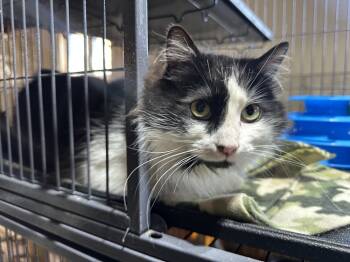 Rescue Domestic Long Hair Cats for Adoption in Albany, Wisconsin - Groudon | PetCurious