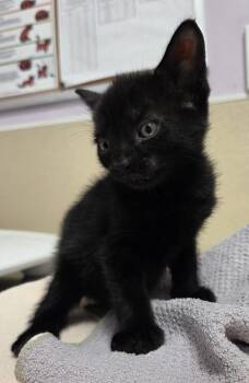 Paws -  Domestic Short Hair Cat for Adoption in Vancouver, Washington - Paws | PetCurious