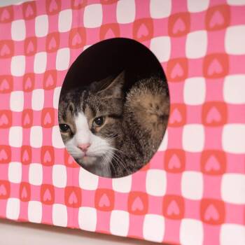 Domestic Short Hair Cats Available for Adoption in Sioux Falls, South Dakota - Rudy | PetCurious