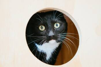 Rescue Domestic Short Hair Cats for Adoption in Jackson, Wyoming - Mahi | PetCurious