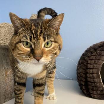 Domestic Short Hair Cats Available for Adoption in Choteau, Montana - Selina | PetCurious