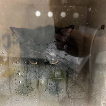 Lyric -  Domestic Long Hair Cat for Adoption in Philadelphia, Pennsylvania - Lyric | PetCurious