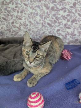 Orion -  Tabby Cat for Adoption in Standish, Michigan - Orion | PetCurious